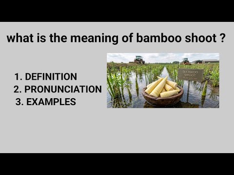 What is the meaning of bamboo shoot ? What is the definition of bamboo  shoot ? - YouTube