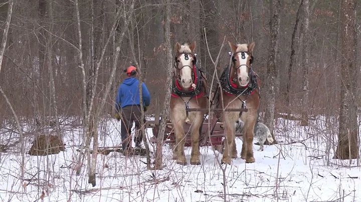 Hauling a Load of Logs with Horses