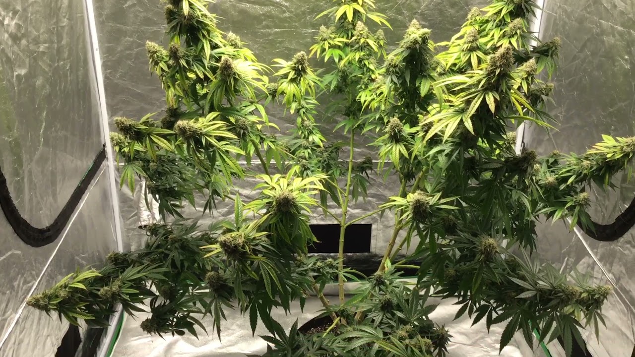 ILGM Seeds, femininized photo, Jack Herer 🏹