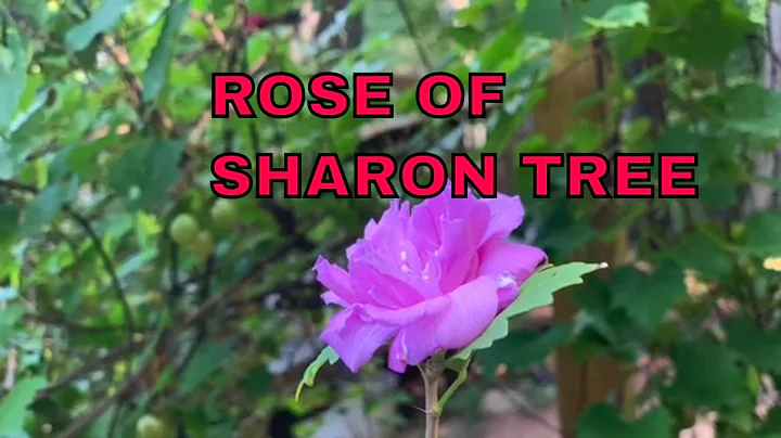 Rose Of Sharon Tree Propagation