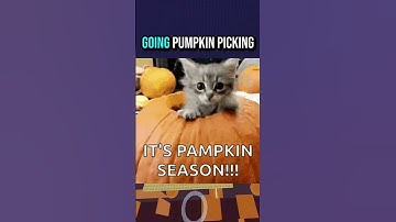 ITS BACK BUT BETTER?  👀 #RobloxDev #gamedev #RobloxStudio #roblox #rants #devlog