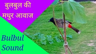 Bulbul bird free voice ringtone sound/status video/पक्षी की आवाज screenshot 4