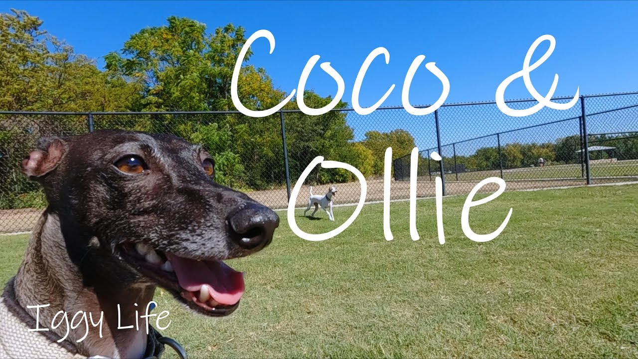 Dog Park Zoomies YouTube