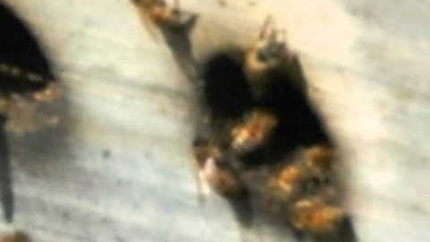 Top Bar Beekeeping: The 