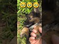 Cute Puppy Wants Love 🥺🐾 ❤️ #puppy #cutepuppy #dog #dogs #puppylove #cute #pets #doglover #shorts