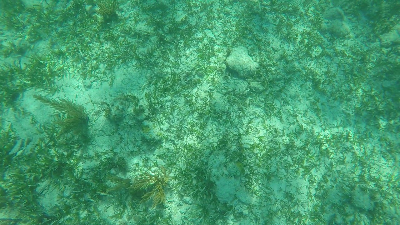 sundiver snorkel tours(3) YouTube