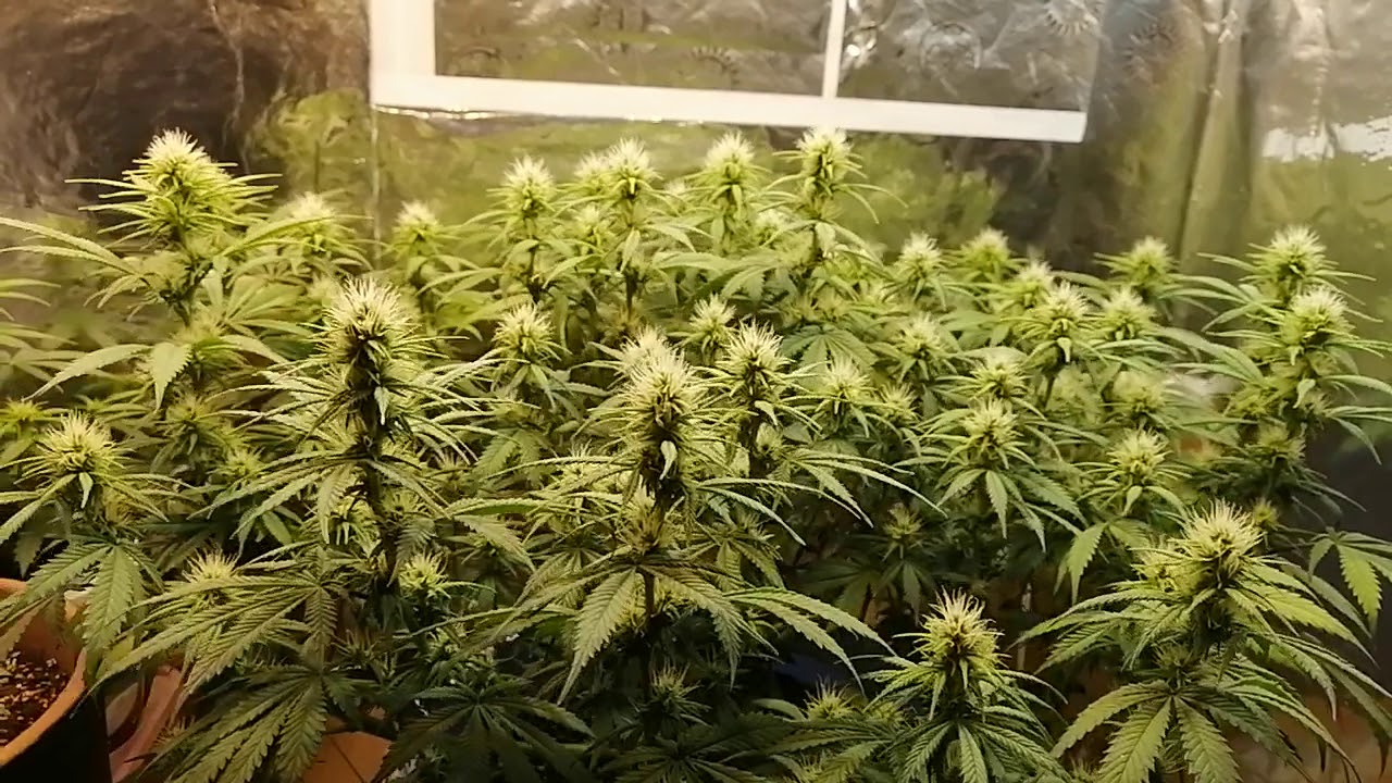 Цветёт и пахнет! ФОТИК!