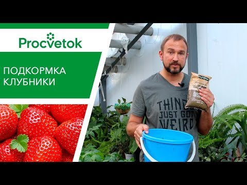 Эффективная ПОДКОРМКА КЛУБНИКИ