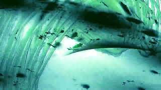 Aster  - NEOGLASS