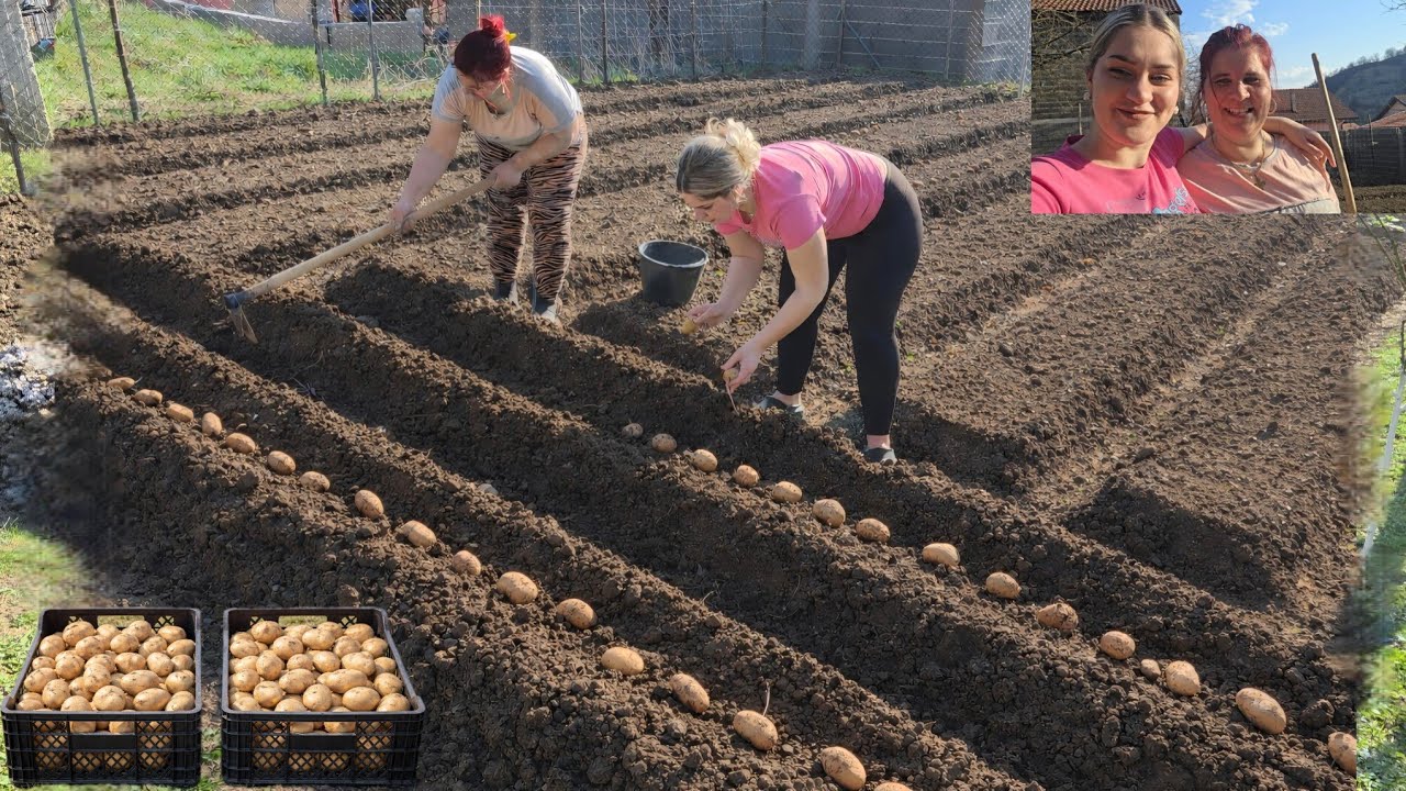 Sijemo krompir i frezamo✨️ Klice već prerasle u kanti.