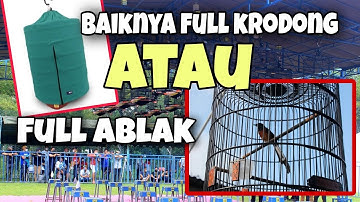 baiknya full krodong atau full ablak settingan harian murai batu