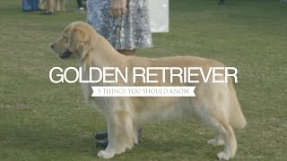 GOLDEN RETRIEVER FIVE THINGS YOU SHOULD KNOW