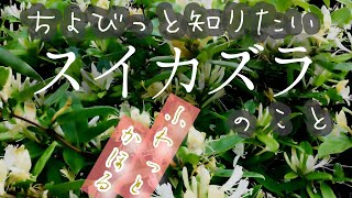 [Nature Vlog #56] Honeysuckle: The Scent of Gold and Silver