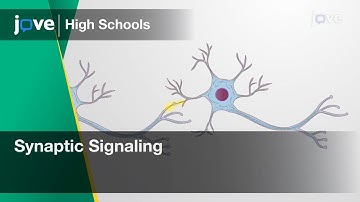 Synaptic Signaling | Cell Bio | Video Textbooks - Preview
