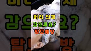 밤에 머리 안 감는 습관, 탈모 부릅니다/머리 안 감고 자면 생기는 일/아침 샴푸? 탈모 부르는 실수입니다