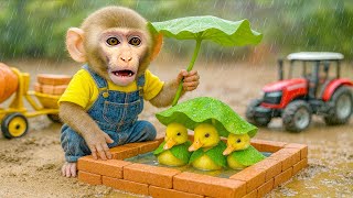 Bebé Amigo ayuda al patito bajo la lluvia - Amigo Mono