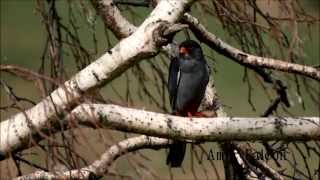 Spectacular Birding and Wildlife Holiday in Mongolia