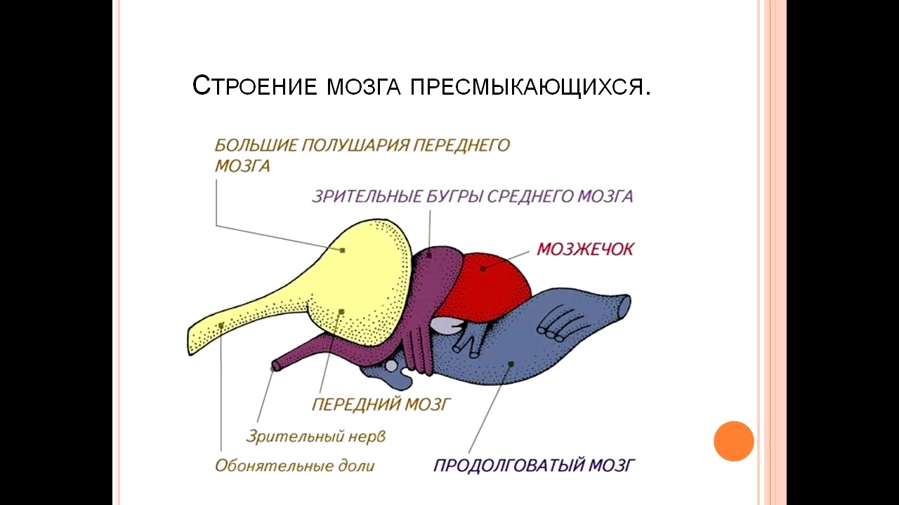 Передний мозг рептилий. Пресмыкающиеся ЕГЭ биология. Пресмыкающиеся ЕГЭ. Рептилии ЕГЭ биология. Мозг рептилий ЕГЭ.