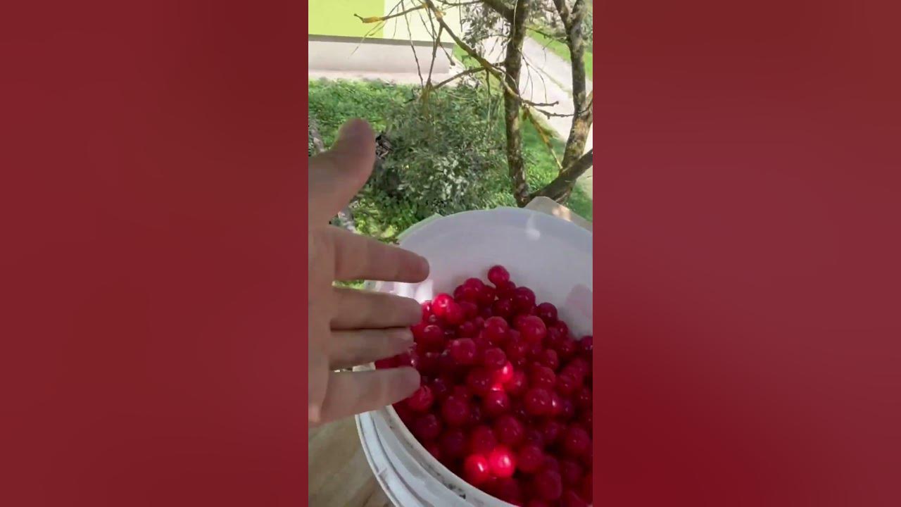 Ягідка до ягідки і буде відро‼️💪 - YouTube