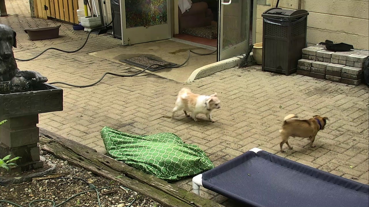 Outside Dog Yard Cam 05-26-2018 11:57:35 - 12:57:36