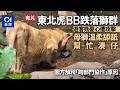 【01秒看新聞】佛山虎崽跌入獅群 母獅溫柔舔舐幫湊仔 園方:已共處多年|01新聞|東北虎|佛山|幼虎|母獅|動物園