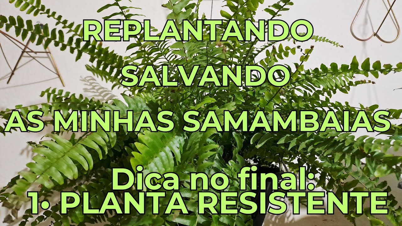 Como Salvar Samambaias e uma dica de uma Planta Resistente para Ter em Casa!