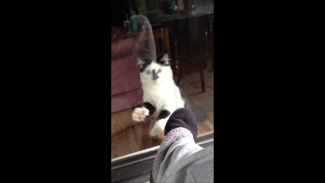 Cat scratching on glass door super fast 