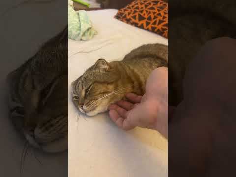 КОГДА ЗАЖДАЛСЯ МОМЕНТА #шутка #юмор #доконца #2024 #прикол #шуткиза300 #VINE #вайны #КОТ