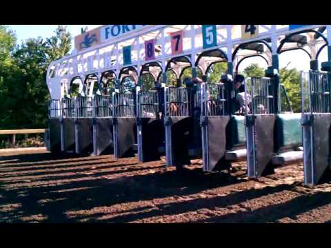 horseshoe bend Horses Breaking From Starting Gate Fort Erie Race Track
