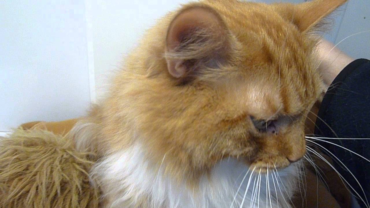 Boots and Ginger at The Mayhew Animal Home