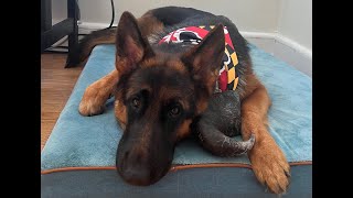 Nova's AKC Trick Dog - Advanced
