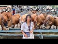 Meet JERSEY COWS in this UAE DAIRY FARM | Rumailah Farm | Fujairah | Farm Tour