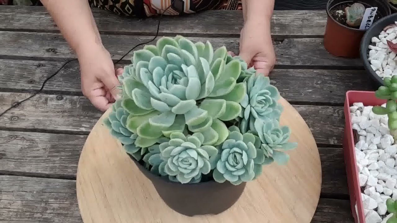 Succulentes généreuses : celles qui font beaucoup de rejets