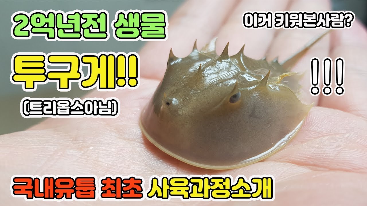 대박!!이거 키워본사람??멋이라는 것이 폭발한다☆ 국내유툽최초 사육과정 공개! [TV생물도감]