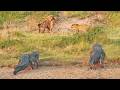 Impala battles leopard crocodiles and hyenas