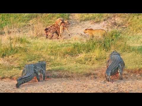 Impala Battles Leopard, Crocodiles and Hyenas