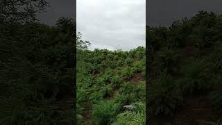 Download Lagu Basa do Tuhan i MP3