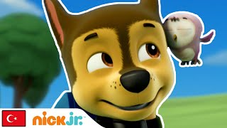 Pati Devriyesi | Eğitim Görevleri - 2. Bölüm | Nick Jr.