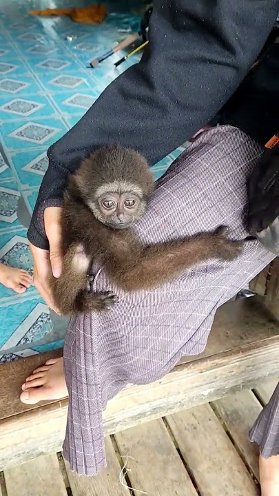 Anak Owa/Uwa Kalimantan #uwa #kalimantan