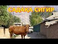 САДАҚА СИГИР таъсирли хикоя