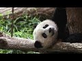 Understanding Panda Care and Behavior