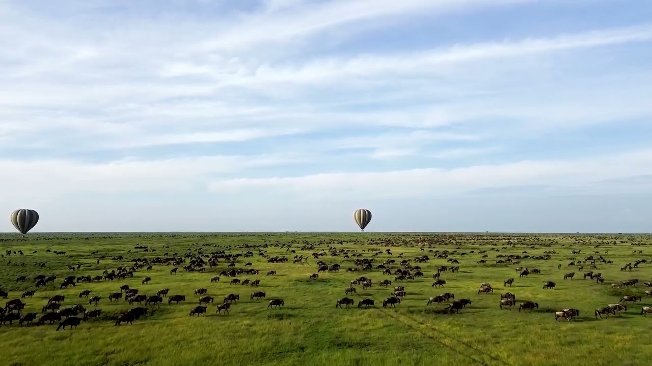 Soaring over the short grass plains of Ndutu during the calving season