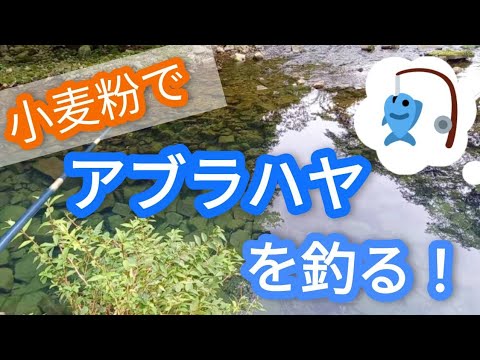小麦粉を餌にアブラハヤを釣る Youtube