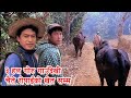 ६ वटा गोरु चैते रोपाइँको लागि गोठबाट खेत सम्म लाँदै / Bhuwan Singh Thapa / Village Life In Nepal