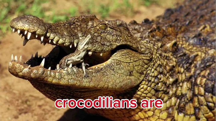 The great diversity of nature is impressive isn't it?#animals#wildlife #learn #funny