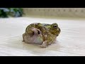 脱皮をするカエルのお腹があまりにもムニムニでかわいい