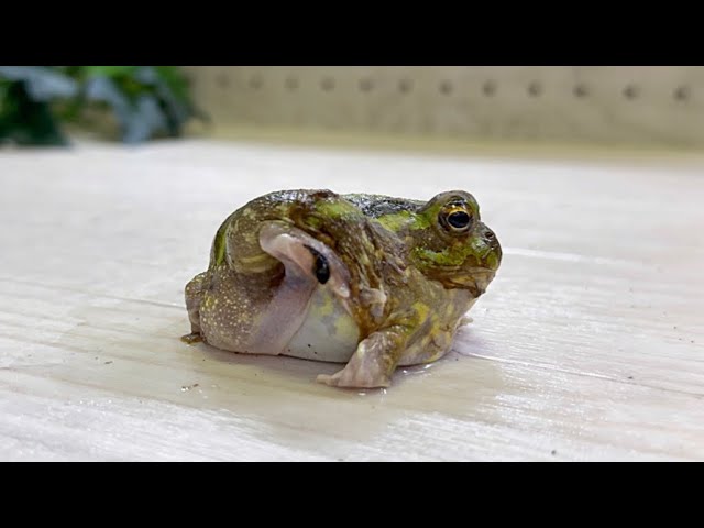 カエルと羊 脱皮をするカエルのお腹があまりにもムニムニでかわいい - YouTube