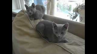 2012 - Blauwe Rus-Kittens Ch.yuliya-Gic.vladimir