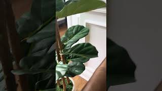 A Modern & Chic Accent for Your Space - Faux Fiddle Leaf Fig