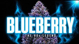Blueberry: The 80s Strain That Started The Entire Blue Family